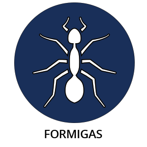 Formigas