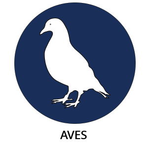 Aves