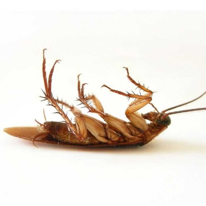 Gel para Baratas 10gr Bio