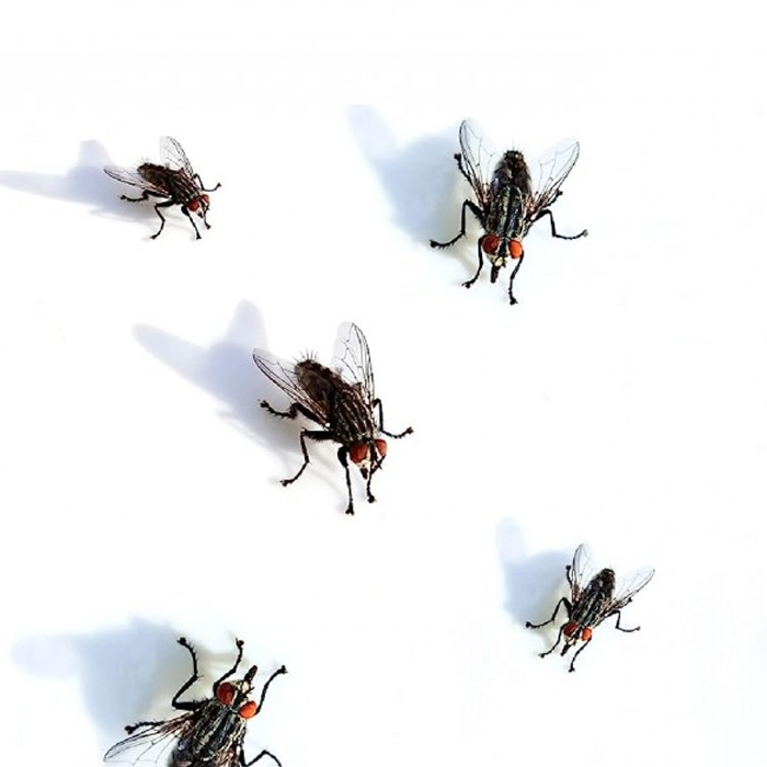 Insecticida larvicida ovicida para uso pecuário 250ml