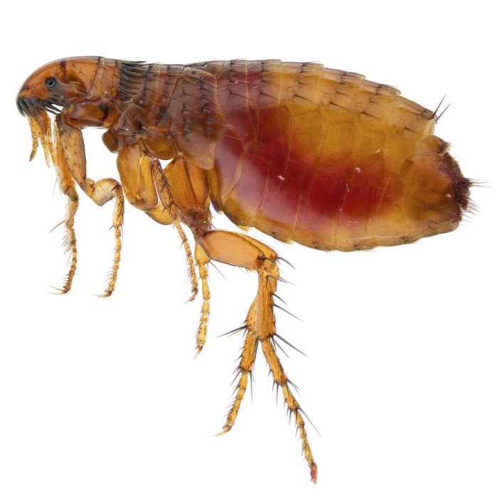 Pacote de Tratamento Anti Pulgas Recomendado