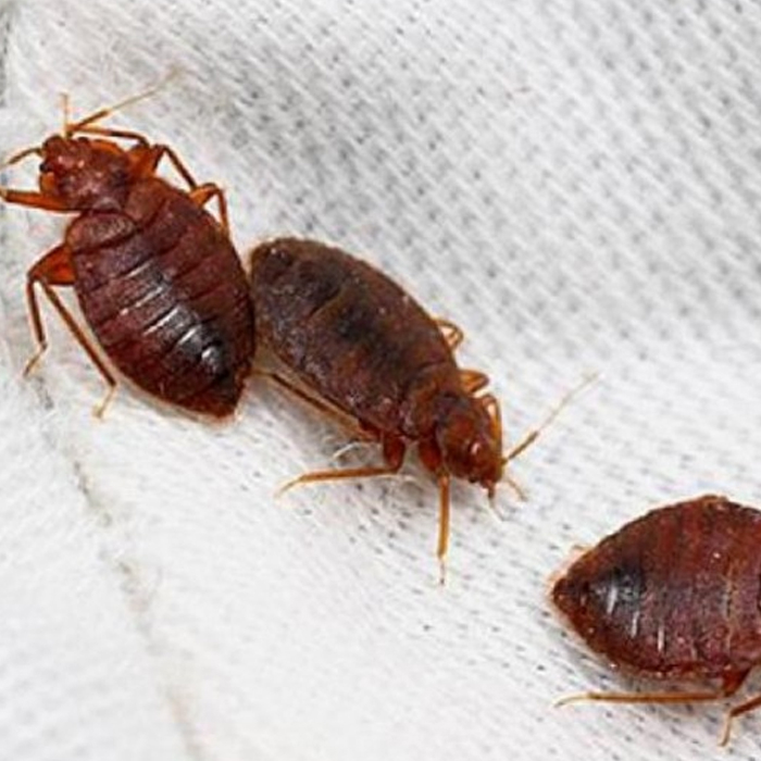 Pack Tratamento Anti-Percevejos Recomendado