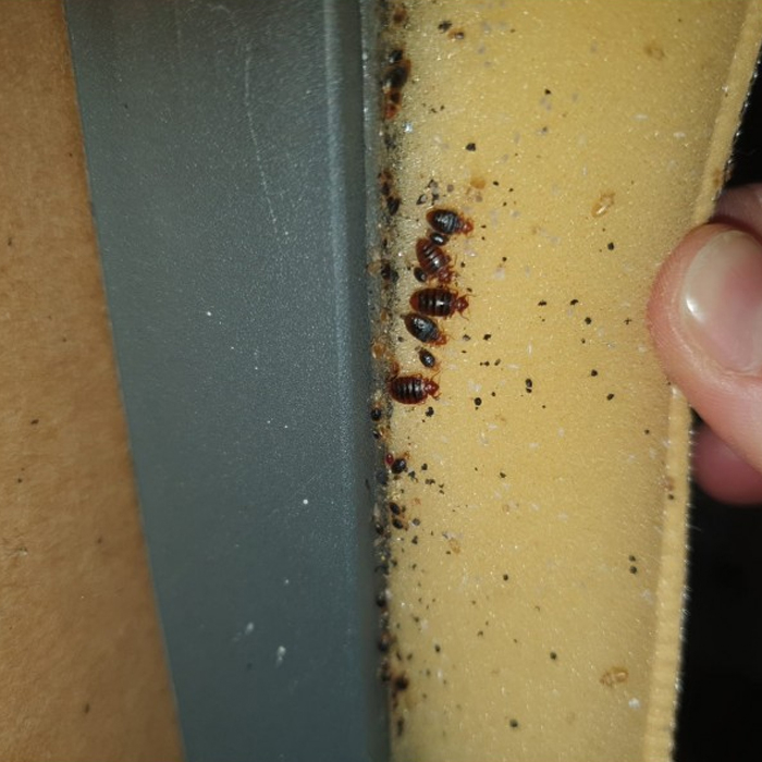 Pack Tratamento Anti-Percevejos Recomendado